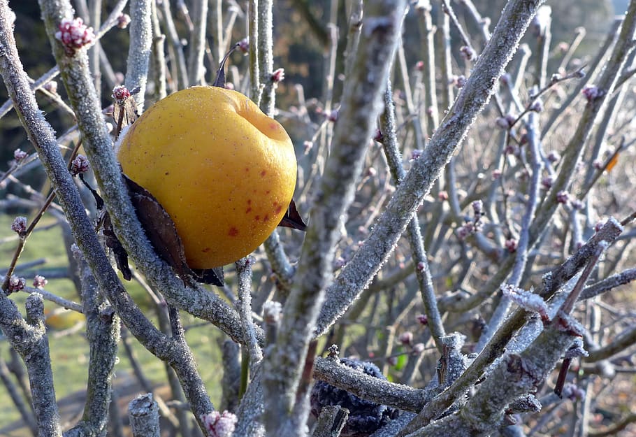 winter apple, yellow, sun, frost, food, fruit, plant, healthy eating HD wallpaper