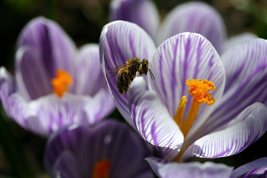 crocus, blossom, bloom, spring, spring flower, harbinger of spring HD wallpaper