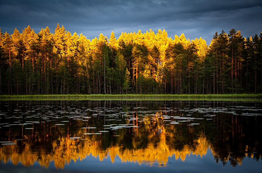 autumn, trees, forest, lake, water, reflection, cloudy, dark HD wallpaper