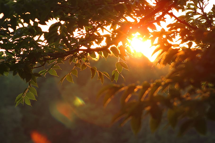 trees, sunset, orange, green, yellow, leaves, light, plant HD wallpaper