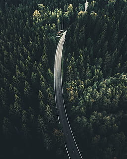 aerial view photography of road between palm tree, street, forest HD wallpaper