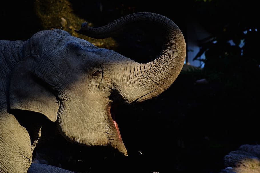 elephant yawning, animal themes, one animal, animal wildlife HD wallpaper