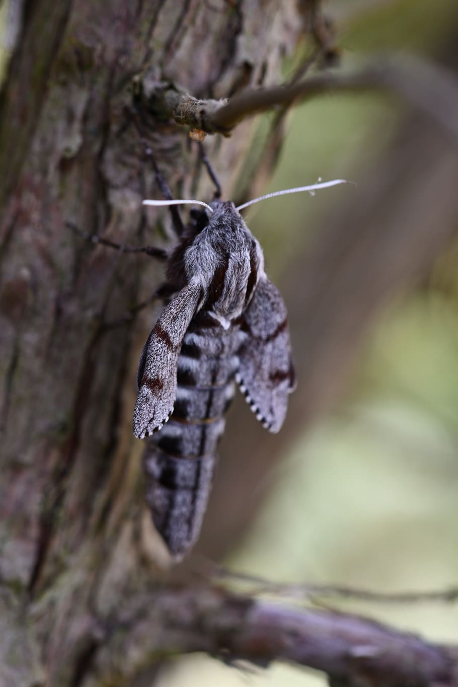 macro, insect, moth, nature, wildlife, closeup, plant, close-up HD wallpaper