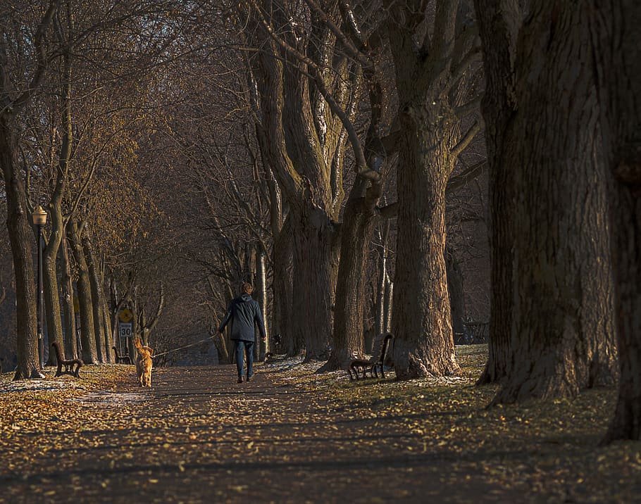 trees, park, man, dog, sunset, winter, snow, cold, rear view HD wallpaper