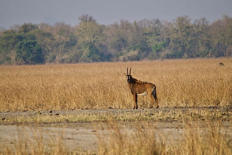 malawi, usa, animal themes, animal wildlife, animals in the wild HD wallpaper