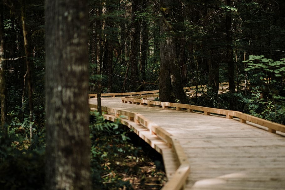 brown wooden dock in the middle of forest, bridge, path, tree HD wallpaper