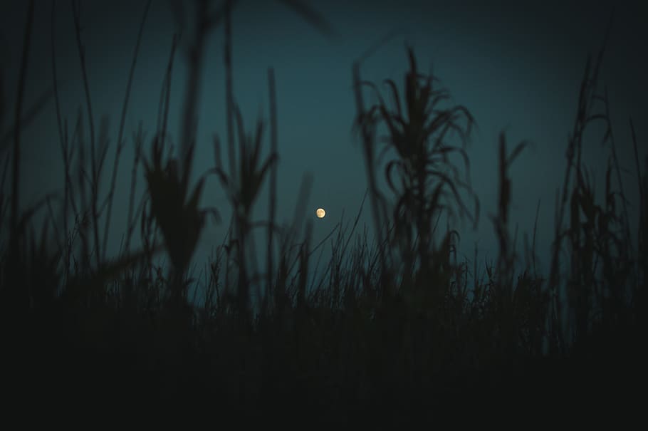 grass during dusk, sky, moon, silhouette, scenics - nature, beauty in nature HD wallpaper