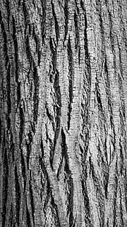 bark, break, contrast, curves, furrow, line, nature, oak, texture HD wallpaper