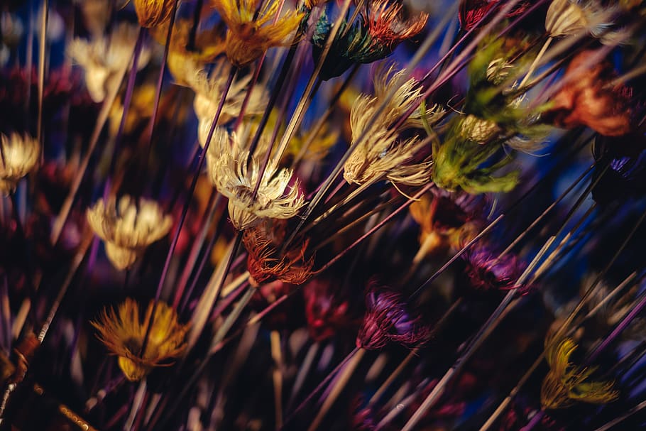 color, flowers, texture, pattern, plant, close-up, growth, selective focus HD wallpaper