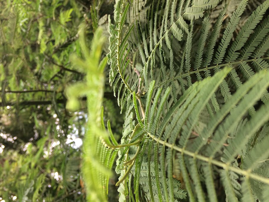 trees, leaves, forest, nature, chile, green color, plant, growth HD wallpaper