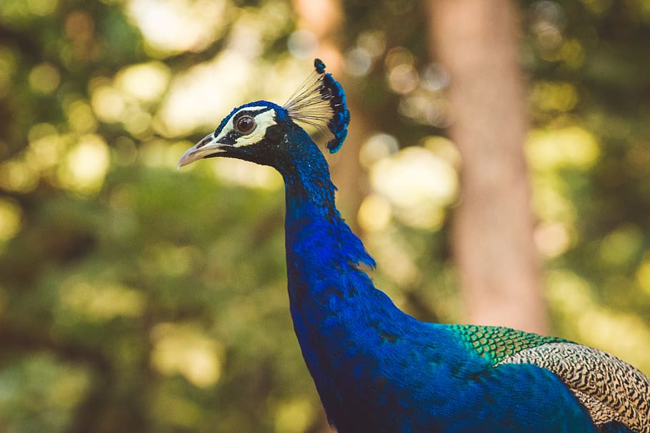 blue peacock bird, animal themes, one animal, vertebrate, animal wildlife HD wallpaper
