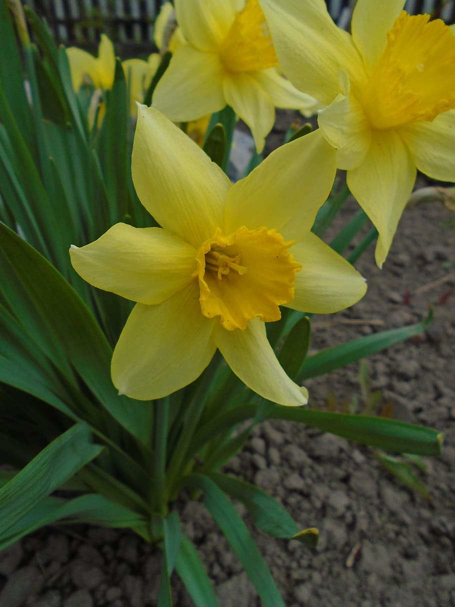 ukraine, flowering plant, vulnerability, fragility, petal, freshness HD wallpaper