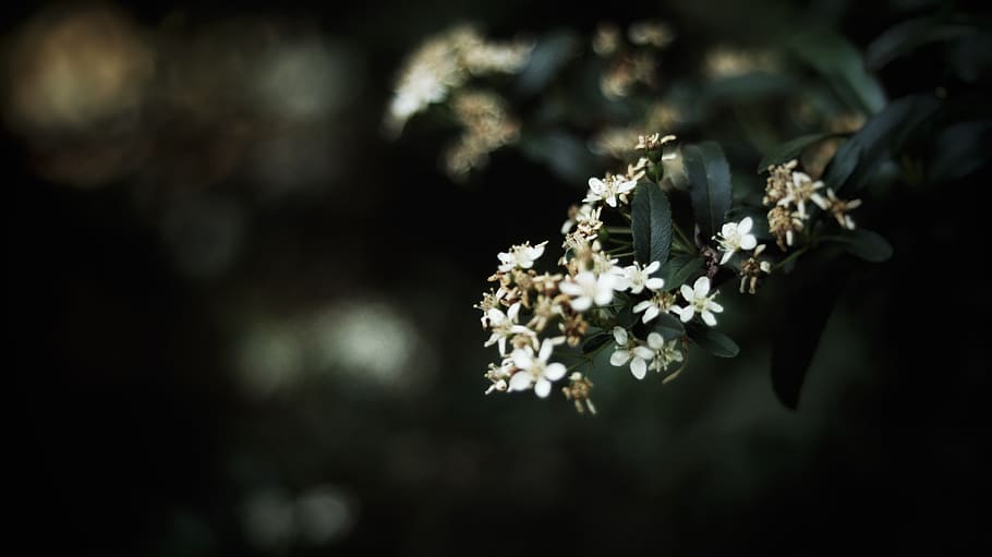 White Flowers Photo, beautiful, bloom, blooming, blossom, blurred background HD wallpaper