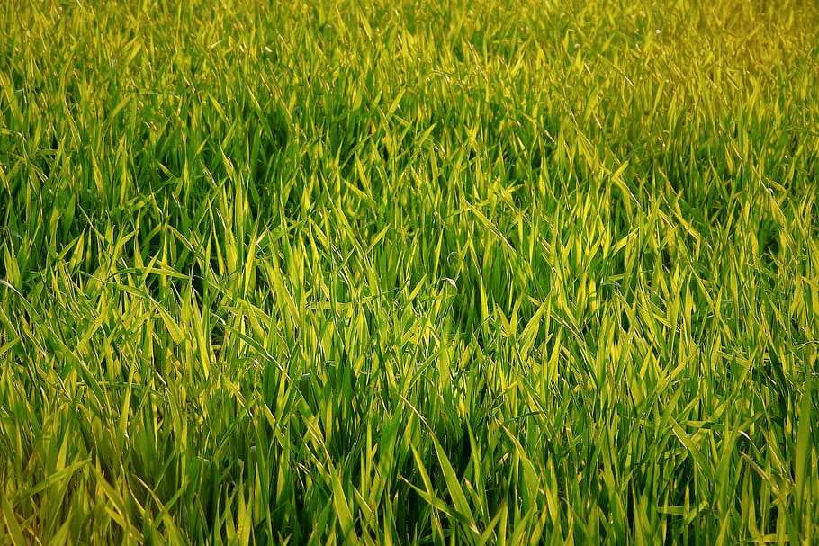 corn, spring, field, agriculture, green, plant, green color HD wallpaper