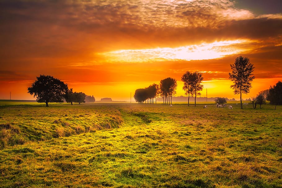 sunset, field, meadow, cattle, cows, farm, colors, beautiful HD wallpaper