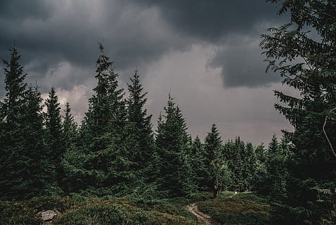 pathway on forest, abies, plant, fir, tree, pine, poland, conifer HD wallpaper