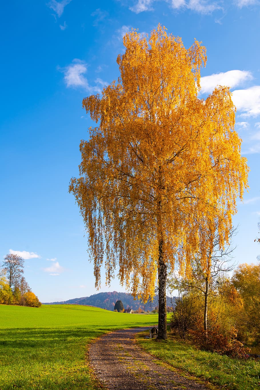autumn, cute, sky, nature, fall color, landscape, autumn mood HD wallpaper