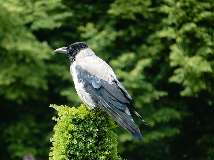 jackdaw, bird, carrion crow, grey, black, animal, animal world HD wallpaper
