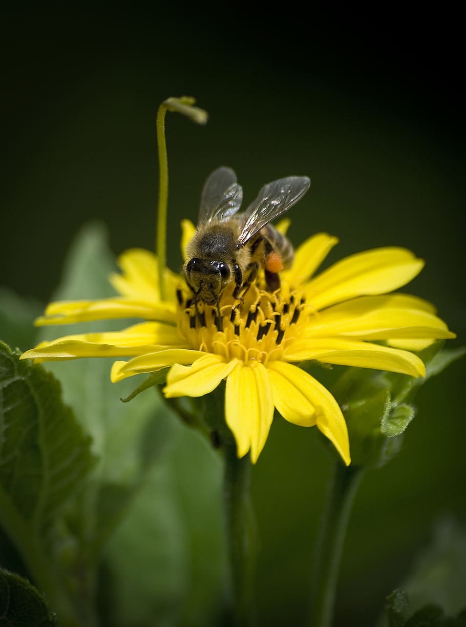 saint lucia, flower, insect, flowering plant, invertebrate HD wallpaper