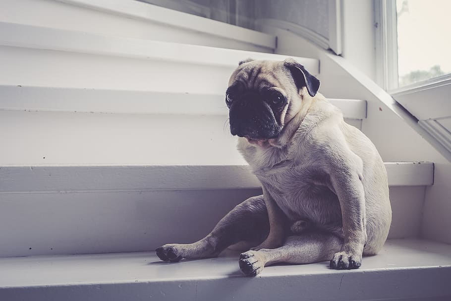 pug sitting on stairs, dog, pet, canine, animal, mammal, sittingdog, HD wallpaper