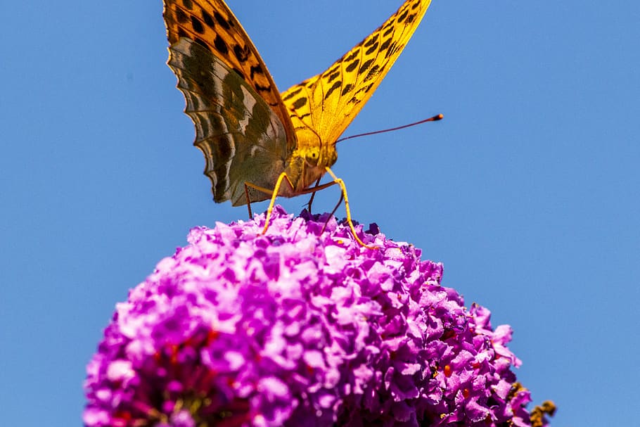 butterfly, flower, insect, nectar, sky, flowering plant, animal wildlife HD wallpaper