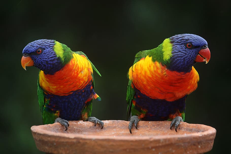 Blue Geeen and Orange Parrot, animals, avan, beautiful, bird HD wallpaper