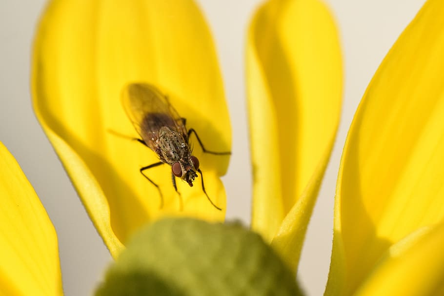 fly, closeup, insect, macro, hairy, invertebrate, yellow, animal wildlife HD wallpaper