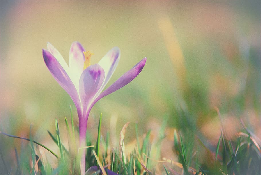 macro, flower, flora, nature, plant, flowering plant, growth HD wallpaper