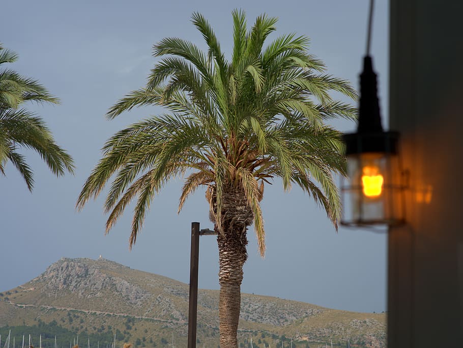 palm, light, lamp, sky, mountains, lantern, nature, energy HD wallpaper