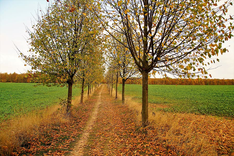 autumn, path, the trail, field, alley, trees, fallen, the fallen HD wallpaper