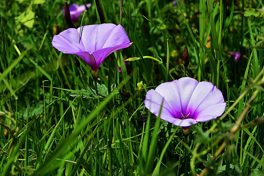 wild flowers, bells, purple morning glory, campanula, bells blue, HD wallpaper