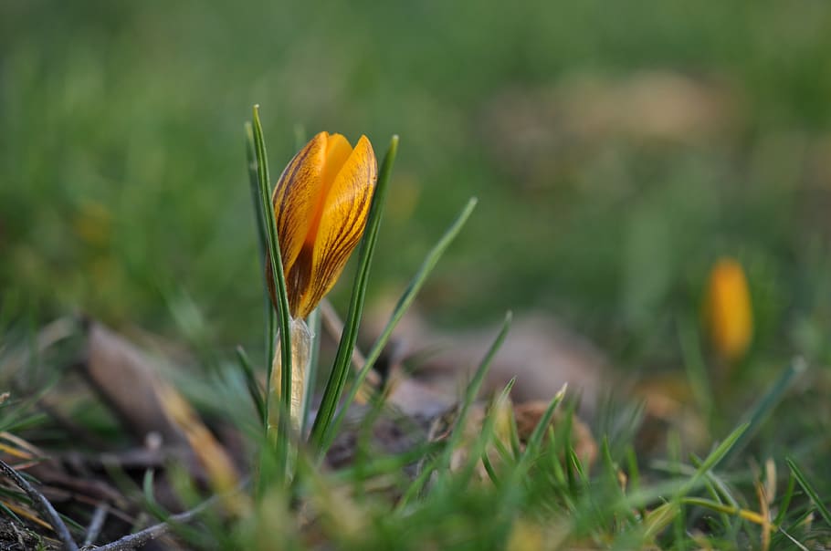 crocuses, spring, flowers, garden, yellow, season, grass, spring flowers HD wallpaper