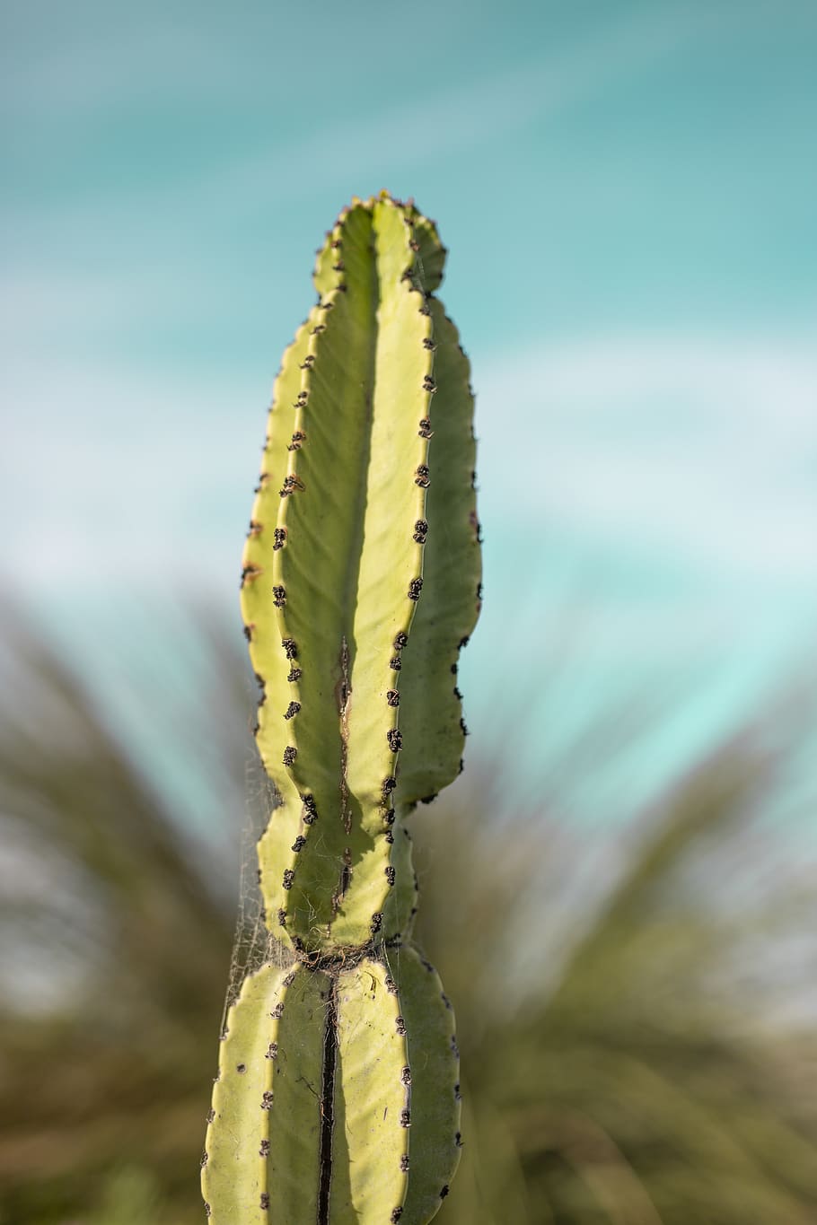 green cactus, insect, invertebrate, animal, plant, nature, sky HD wallpaper