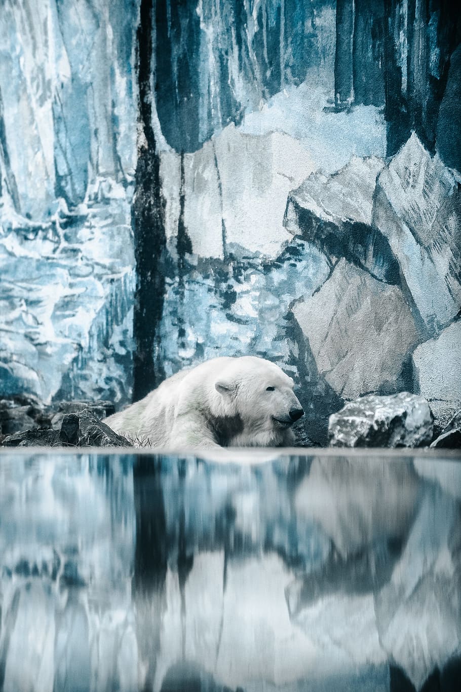 polar bear near rocks, water, reflection, animal, calm, peaceful, HD wallpaper