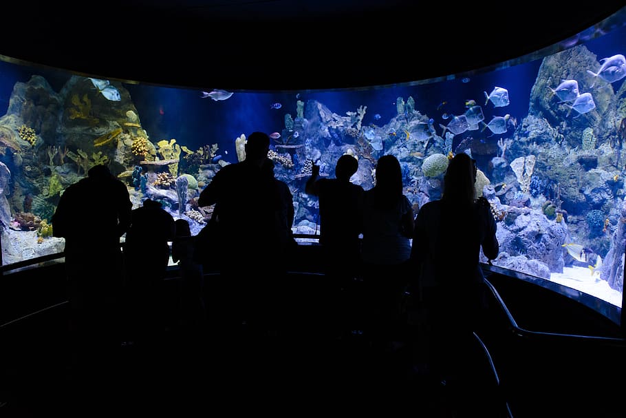 underwater aquarium, glass wall, contrast, person, tank, animals in captivity HD wallpaper