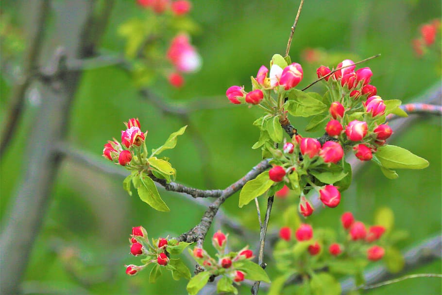 flower, bud, apple, blooming, nature, plant, pink, spring, beauty HD wallpaper
