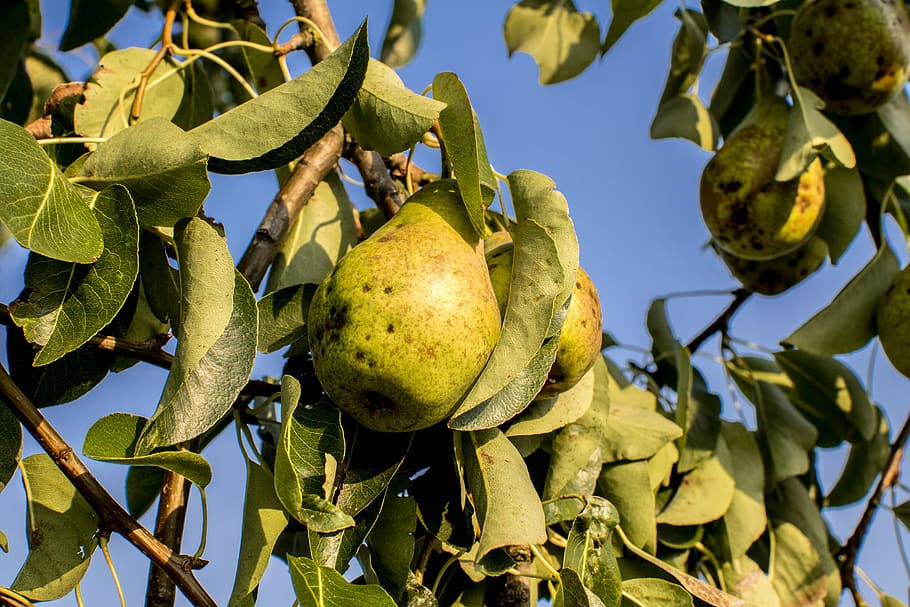 pear, tree, nature, light, fruit, plant, green, energy, fresh HD wallpaper