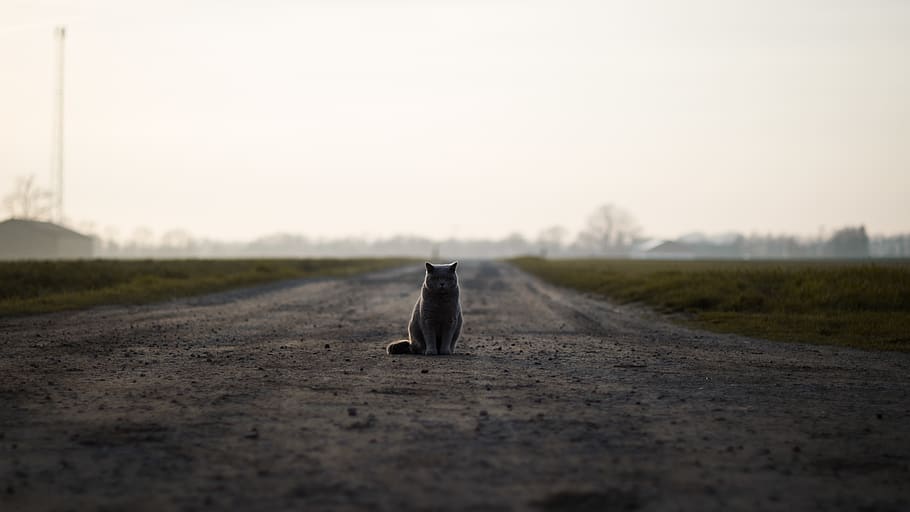 denmark, aakirkeby, bodernevej, road, dirtraod, standing, cat HD wallpaper