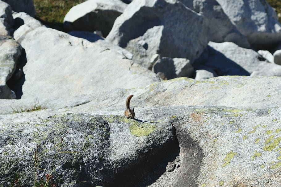 chipmunk, granite, rock, hike, climb, summer, explore, rock - object HD wallpaper