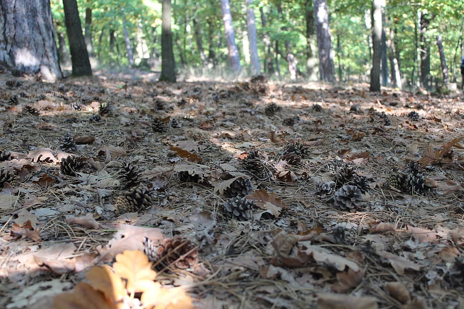 ground, tree, plant, vegetation, outdoors, land, nature, leaf HD wallpaper