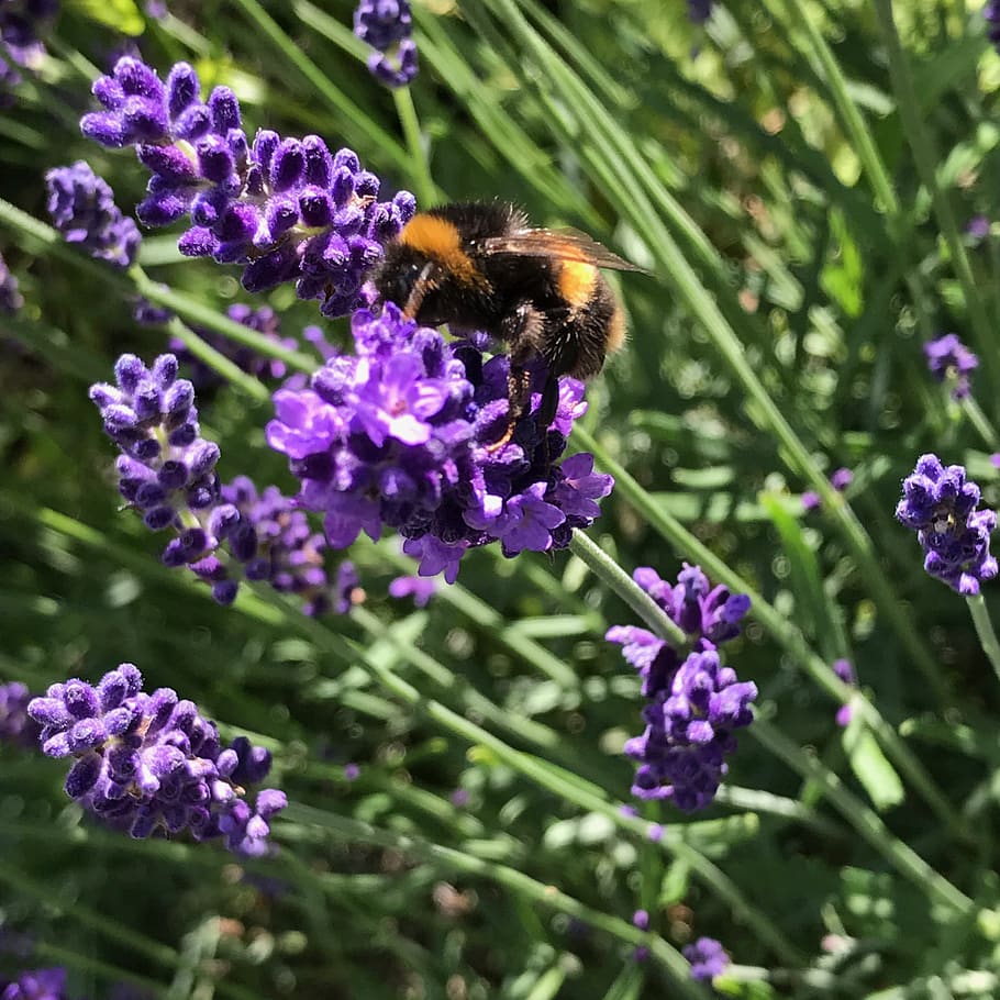 bee, summer, nature, flowering plant, fragility, invertebrate HD wallpaper