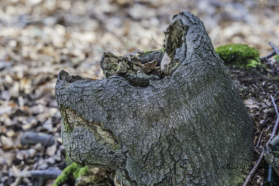 HD wallpaper: Log, Face, Fash, Tree, Forest Spirit, tree face, mystical,  tree spirit