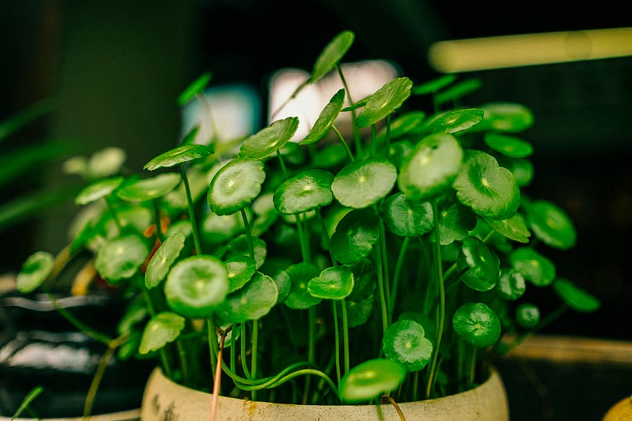 green-leafed plants, food, fruit, citrus fruit, lime, pottery HD wallpaper