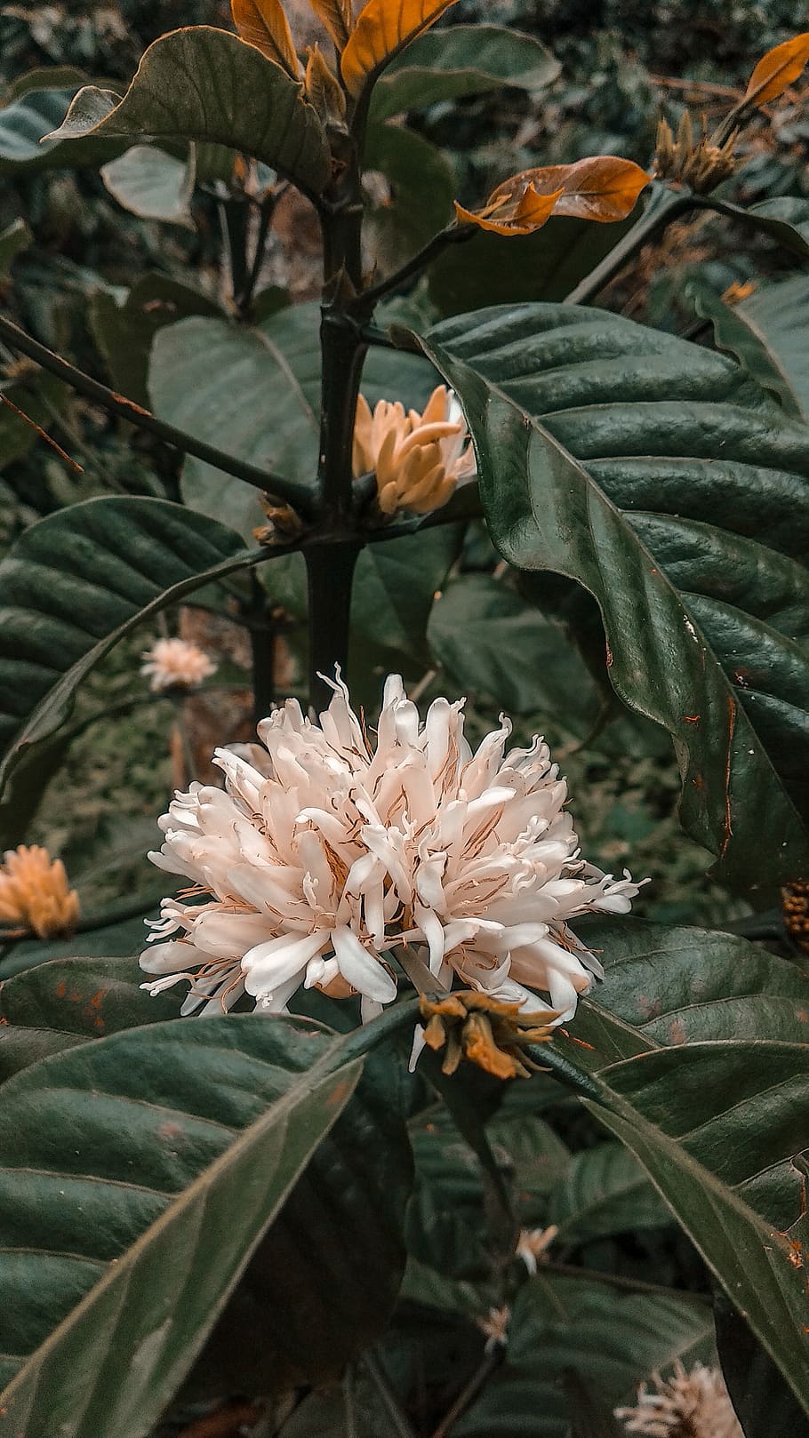 coffee, leaf, flowers, green, filter, arabica, plant, flowering plant HD wallpaper