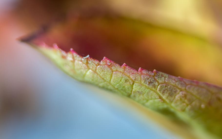 colorful, plants, leaf, texture, macro, selective focus, close-up HD wallpaper