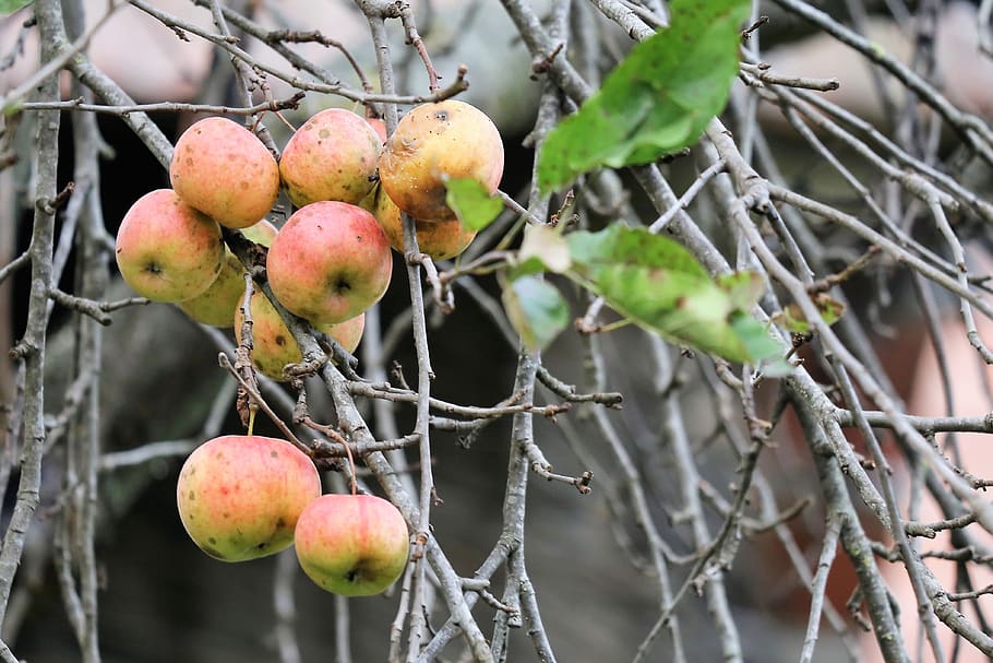 apples, tree, branches, autumn, organic, nature, outdoor, food HD wallpaper