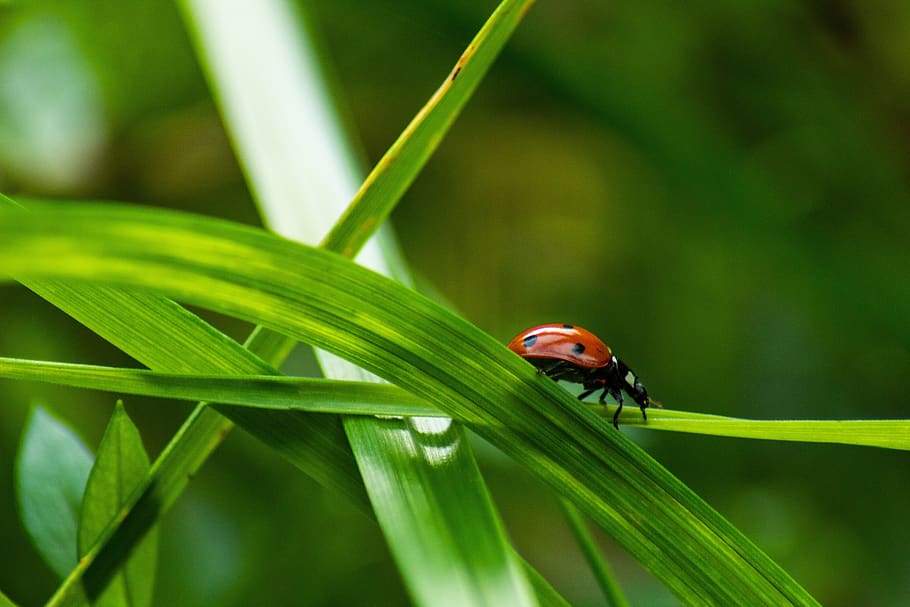 ladybug, grass, nature, macro, plant, green, closeup, color HD wallpaper