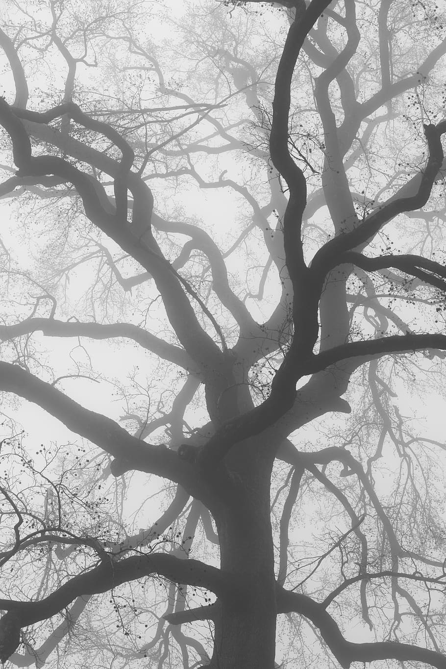 plant, tree, tree trunk, oak, willow, sunlight, silhouette