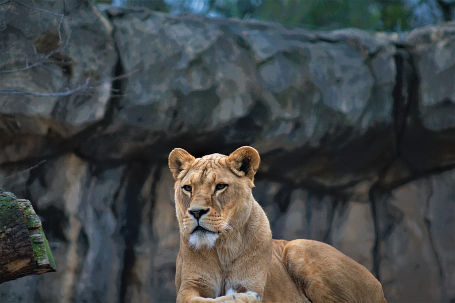 female lion, focus, wildlife, zoo, animel, wildcat, mammal, HD wallpaper