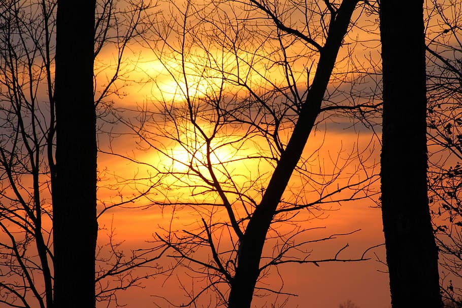 evening, sunset, tree, spring, landscape, mood, the silence HD wallpaper